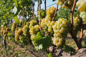 Những chai vang trắng không thể bỏ lỡ từ giống nho Sauvignon Blanc