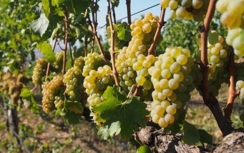 Những chai vang trắng không thể bỏ lỡ từ giống nho Sauvignon Blanc